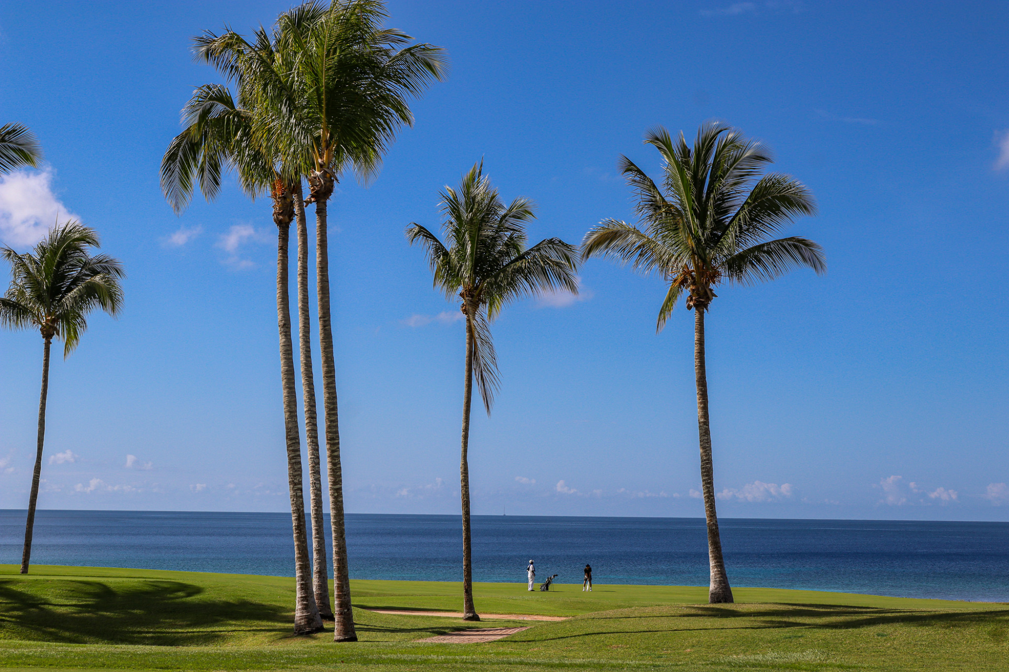 Hawaii palm trees