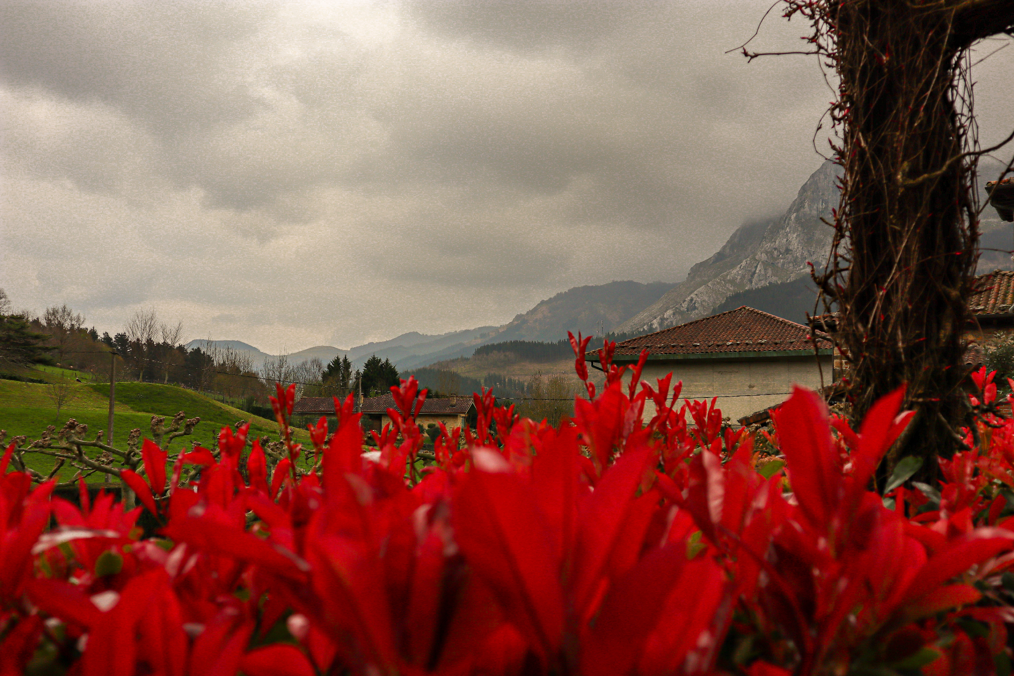 Basque countryside with red flowers