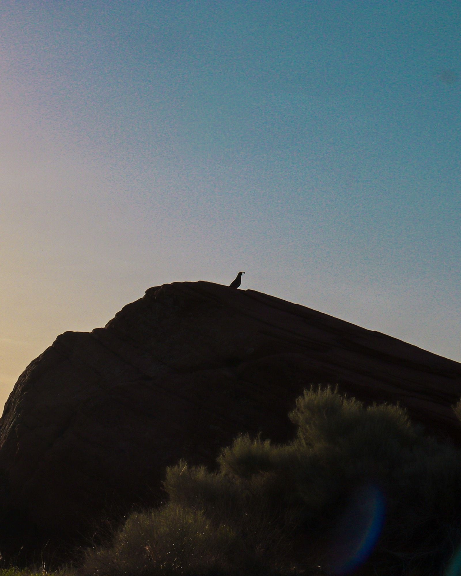 Bird silhouette on a desert boulder at dusk